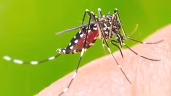 Fiebre Oropouche llega a Europa: Turista de Italia contrae la enfermedad en Cuba