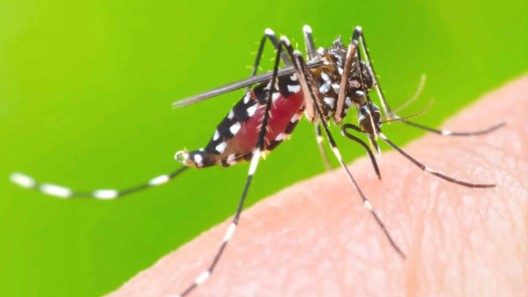 Virus de Oropouche se extiende a la provincia de Mayabeque