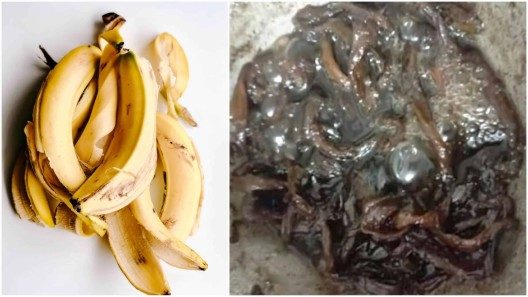 Cubana se vuelve viral con su receta de dulce de cáscara de plátano maduro