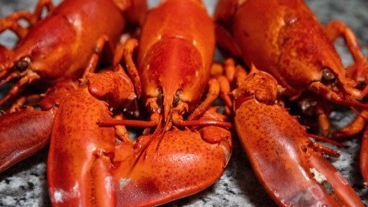 Cumplen plan de exportación de langosta: ¿y la comida en la mesa del cubano?