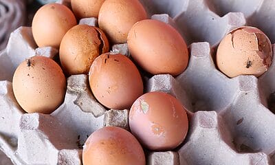 huevos podridos mipymes cuba venta