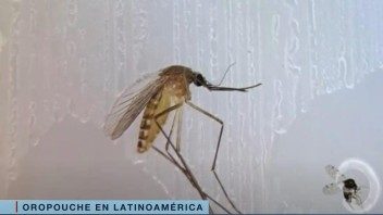 Más de 8000 casos de Fiebre de Oropouche en Latinoamérica: Cuba entre los países más afectados