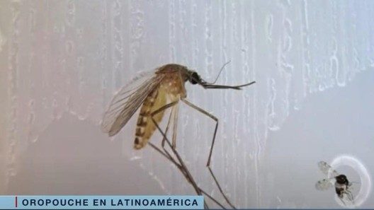 Más de 8000 casos de Fiebre de Oropouche en Latinoamérica: Cuba entre los países más afectados
