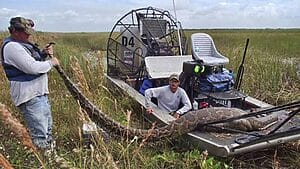 pitones everglades premio