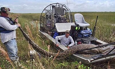 pitones everglades premio