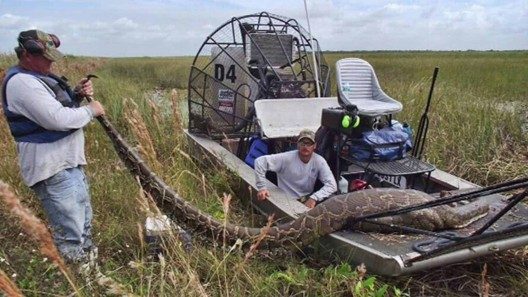 Florida regala 10 mil dólares si consigues capturar vivas pitones en los Everglades