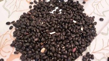 Instan a los cubanos a sembrar sus frijoles de la canasta básica. En muchos lugares solo se han entregado las 10 onzas del grano y ningún otro alimento