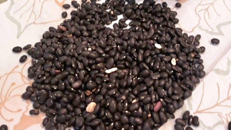 Instan a los cubanos a sembrar sus frijoles de la canasta básica. En muchos lugares solo se han entregado las 10 onzas del grano y ningún otro alimento