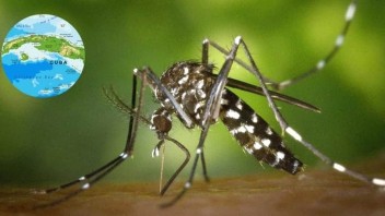 Así está la situación con el dengue y el Oropouche en Cuba: parte oficial