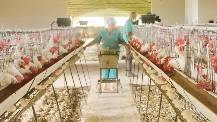 Caída drástica en la producción de huevos en la Isla de la Juventud: de 42.000 a 1.000 al día