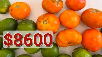 00 CUP por una bolsa de tomates y limones: Corresponsal de CNN en Cuba se queja del alto costo de los alimentos en la isla