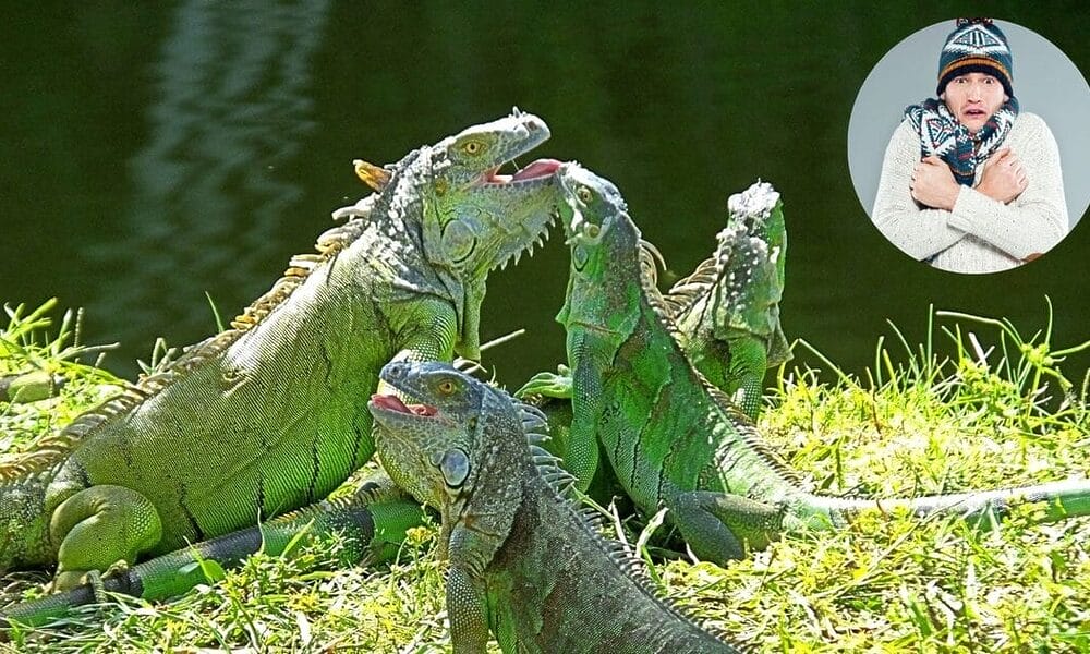 iguanas congelan florida
