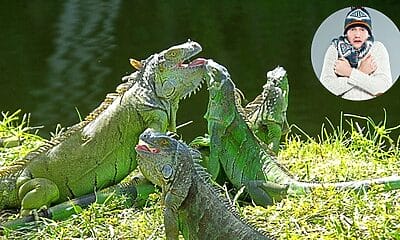 iguanas congelan florida