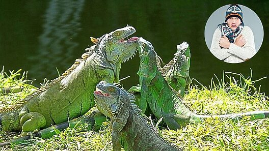 Alertan de «lluvia de iguanas» por el frío en el sur de Florida