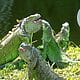 iguanas congelan florida