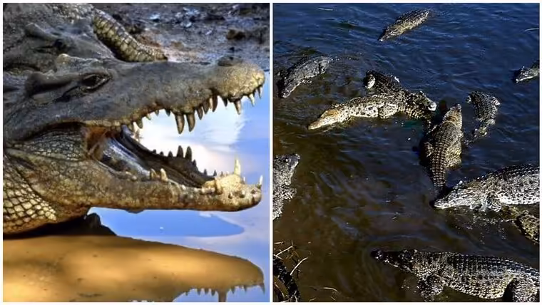 Cubano muere tras caer en un criadero de cocodrilos en Matanzas