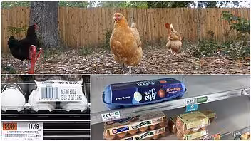 Familias crían gallinas en los patios de Florida debido al alto precio de los huevos