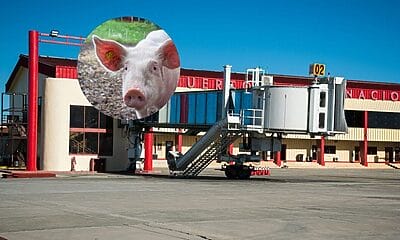 cría cerdos aeropuerto cubano