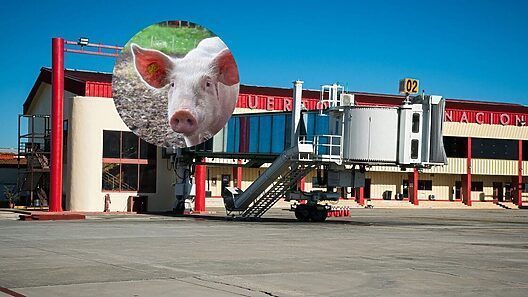 Cría de cerdos en aeropuerto cubano en medio de crisis alimentaria