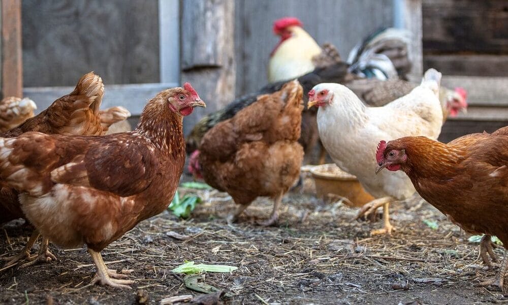 gallinas huevos usa