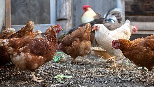 EE.UU: aumenta el alquiler de gallinas ante crisis de los huevos