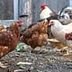 gallinas huevos usa