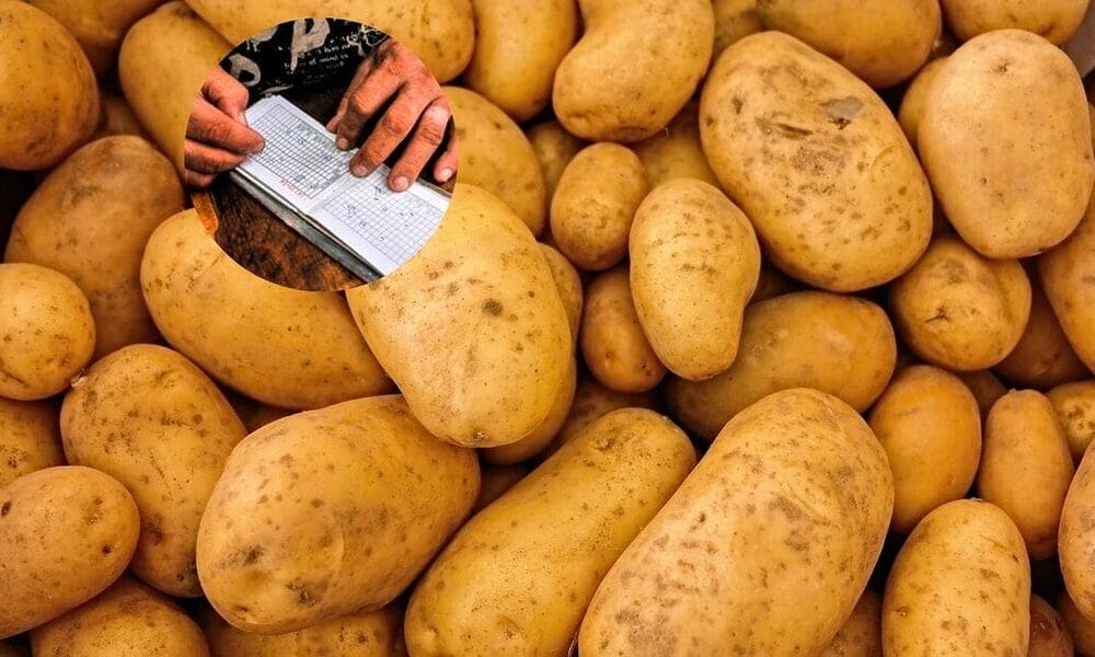 venta papas cuba febrero