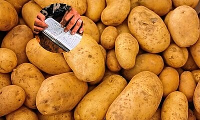 venta papas cuba febrero