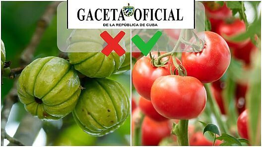 Gaceta Oficial de Cuba publica lista de variedades agrícolas autorizadas: Lo que los campesinos pueden sembrar