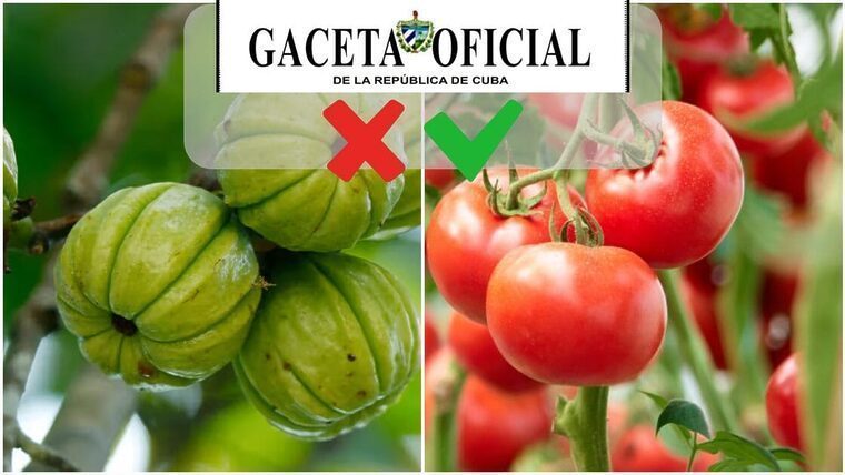 Gaceta Oficial de Cuba publica lista de variedades agrícolas autorizadas: Lo que los campesinos pueden sembrar