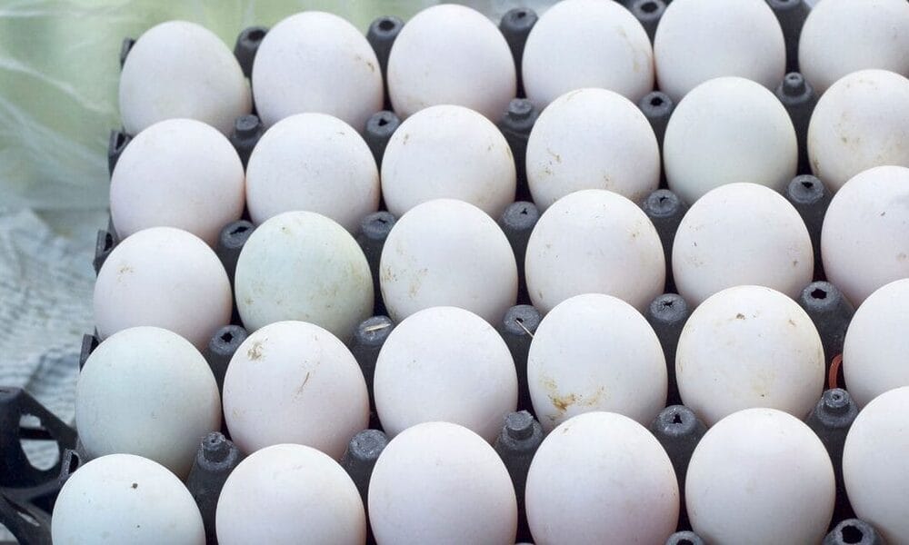 huevos cuba