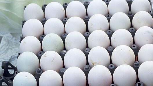 Cuba recibe 65 millones de huevos al mes desde República Dominicana: productores piden proteger ese mercado