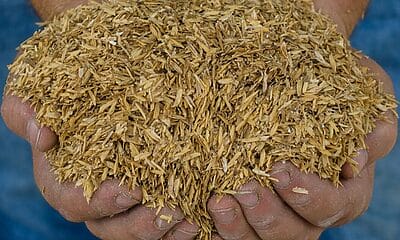 termoelectrica cascarilla arroz