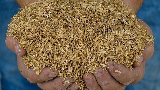 Primera termoeléctrica que genera energía a base de cascarilla de arroz