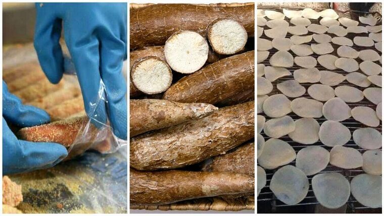 Pan, galletas, croquetas y embutidos: En Cuba apuestan por la yuca ante escasez de harina de trigo