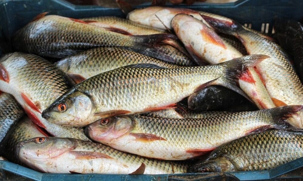 escasez peces presa zaza