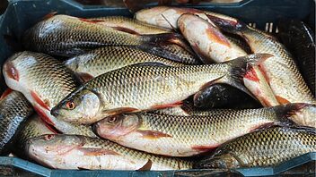 escasez peces presa zaza