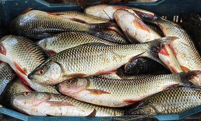 escasez peces presa zaza