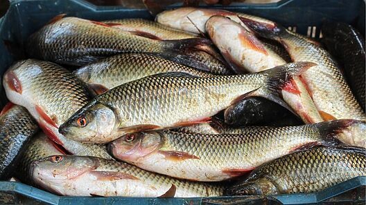 Oficialismo cubano confirma escasez de peces en presa Zaza: «Será mejor cerrar»