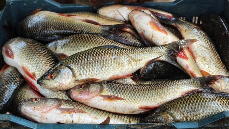 escasez peces presa zaza