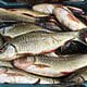 escasez peces presa zaza