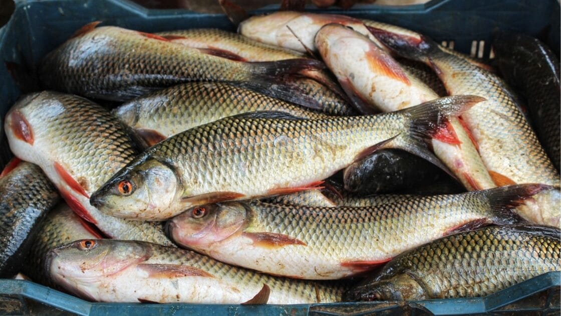 escasez peces presa zaza