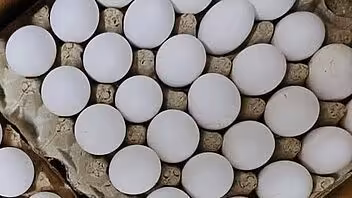 ¿Regresan los huevos a la Libreta de Abastecimiento en Cuba? Esto dice un directivo