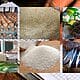 mincin canasta básica bodegas pinar