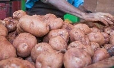 papa en Cuba venta