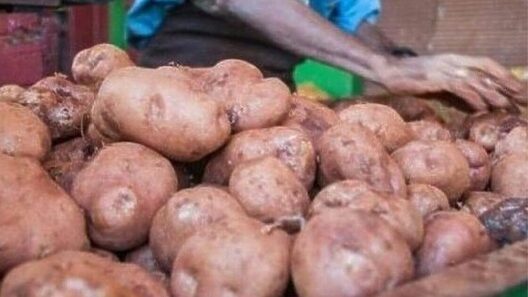 Fracaso en la venta de papa en Cuba: baja producción, precios caóticos y consumidores indignados