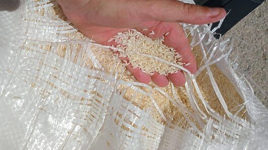 Arroz en Cuba: proyecto con Vietnam logra rendimientos de hasta 9 toneladas por hectárea