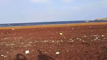 sargazo costas cubanas