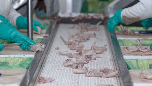 Inauguran primera planta procesadora de carne deshuesada de Cuba: ¿carne?
