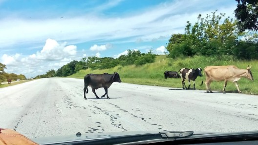 Multas millonarias y carreteras deterioradas: el costo de los animales sueltos en Cuba